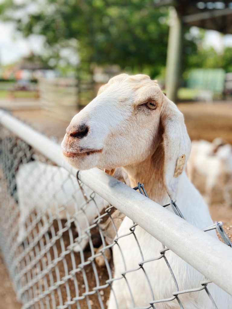 A goat peers curiously over a chain-link fence.