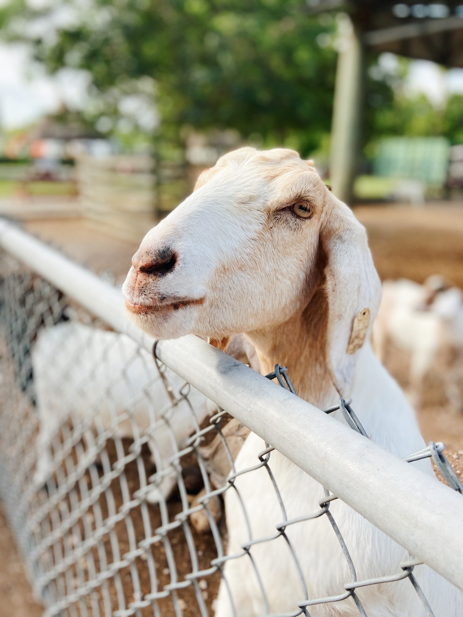 A goat peers curiously over a chain-link fence.